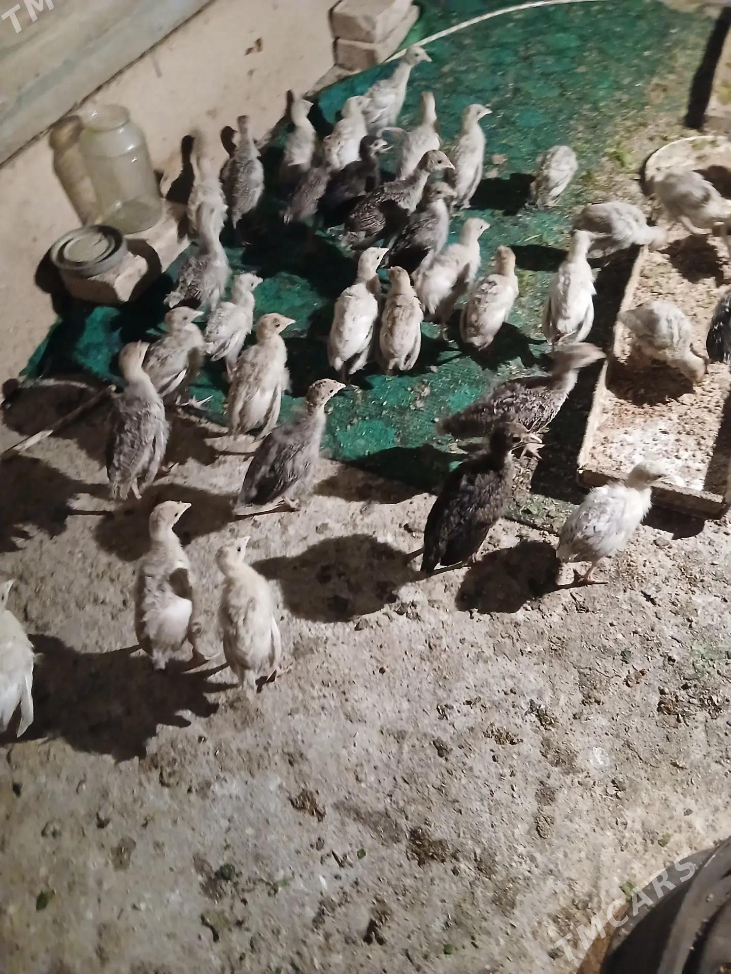 induk juyje - Теджен - img 1