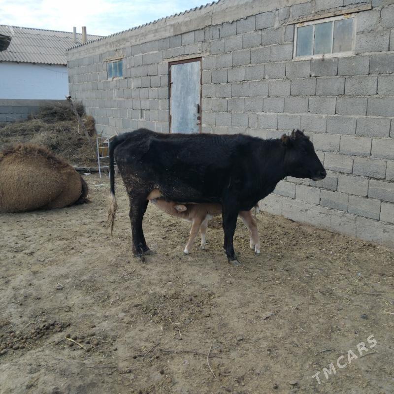 Goleli sygyr - Гызыларбат - img 1