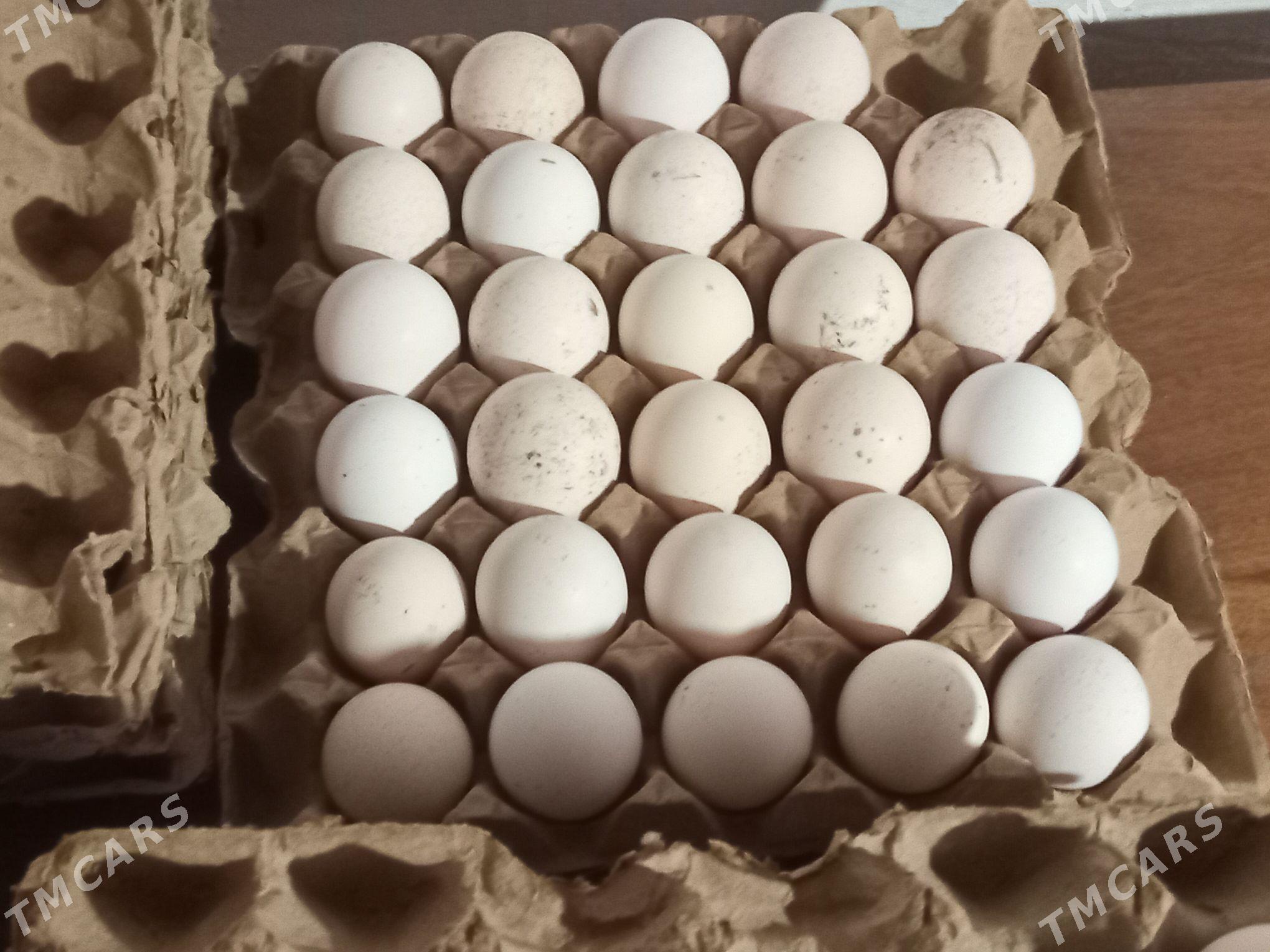 Induk we towuk - Туркменабат - img 1