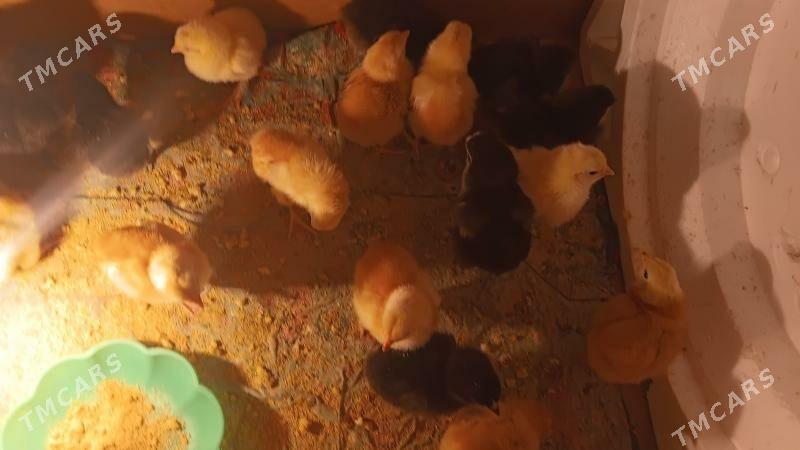 Jüjeler 5 gunlik 30 sany sagdy - Daşoguz - img 1