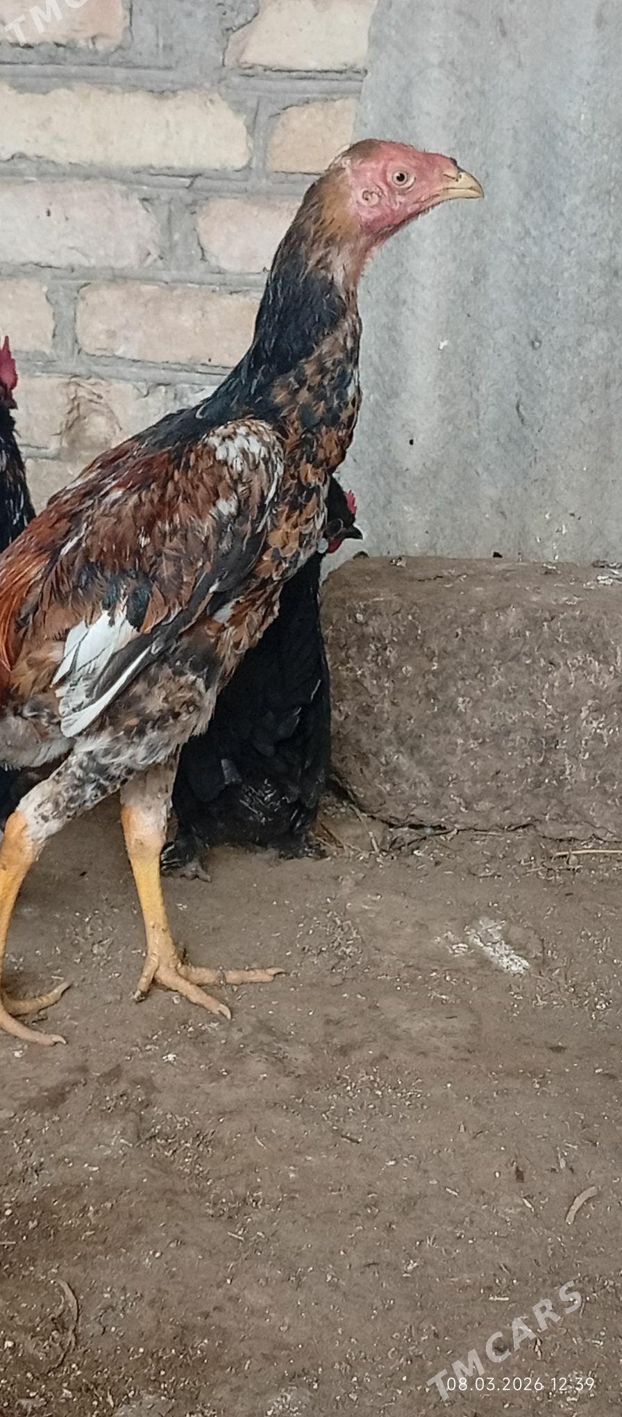 Karey arassa - Saýat - img 1