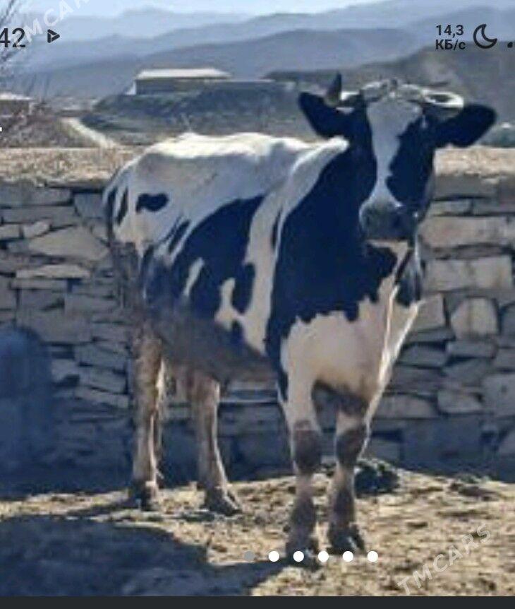 SYGYR GARA ALA BOGAZ - Bäherden - img 1