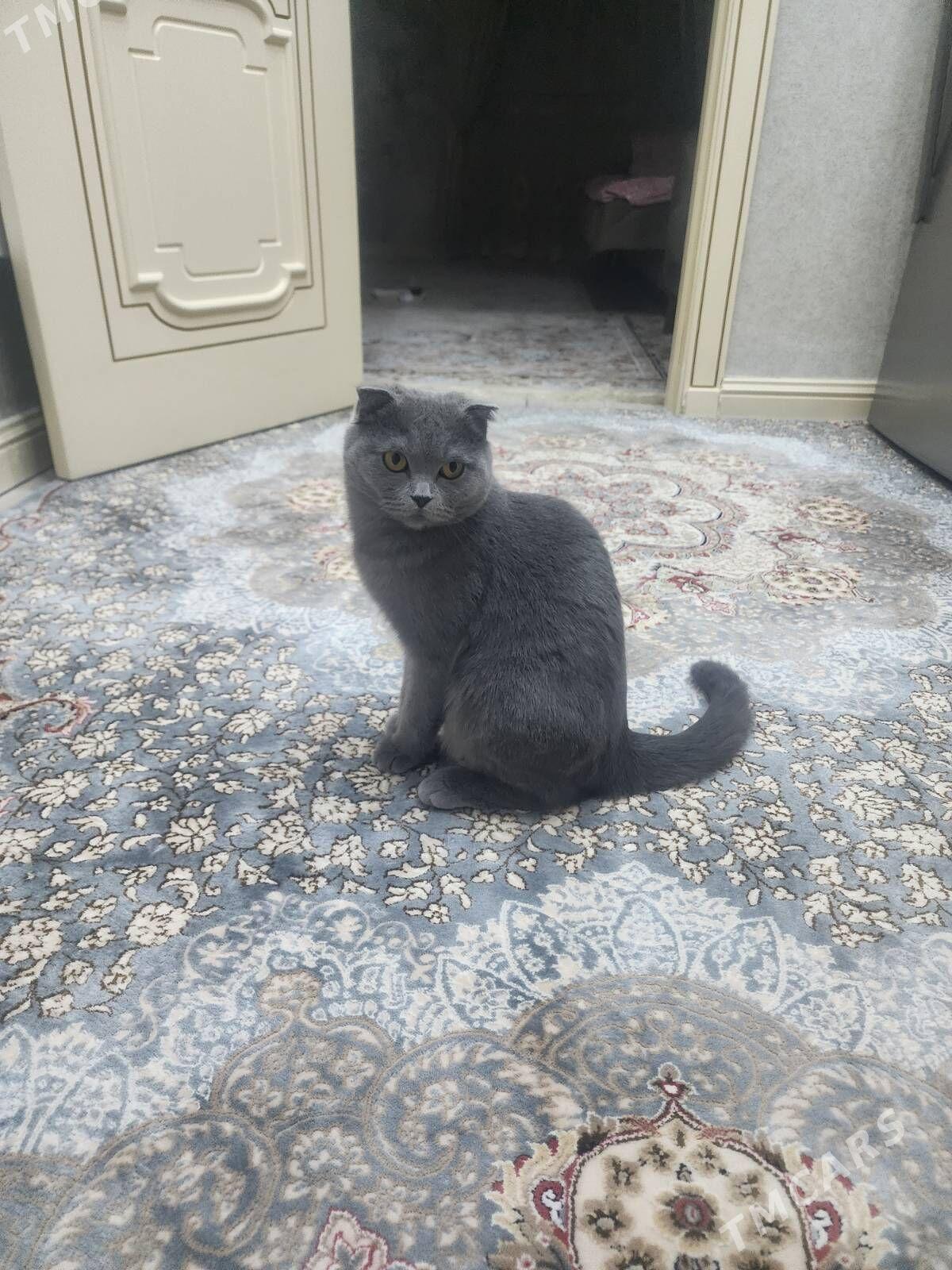 şotland pişik/шотланд пишик - 4 mkr - img 1