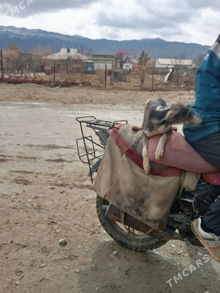 Tazy - Берекет - img 1