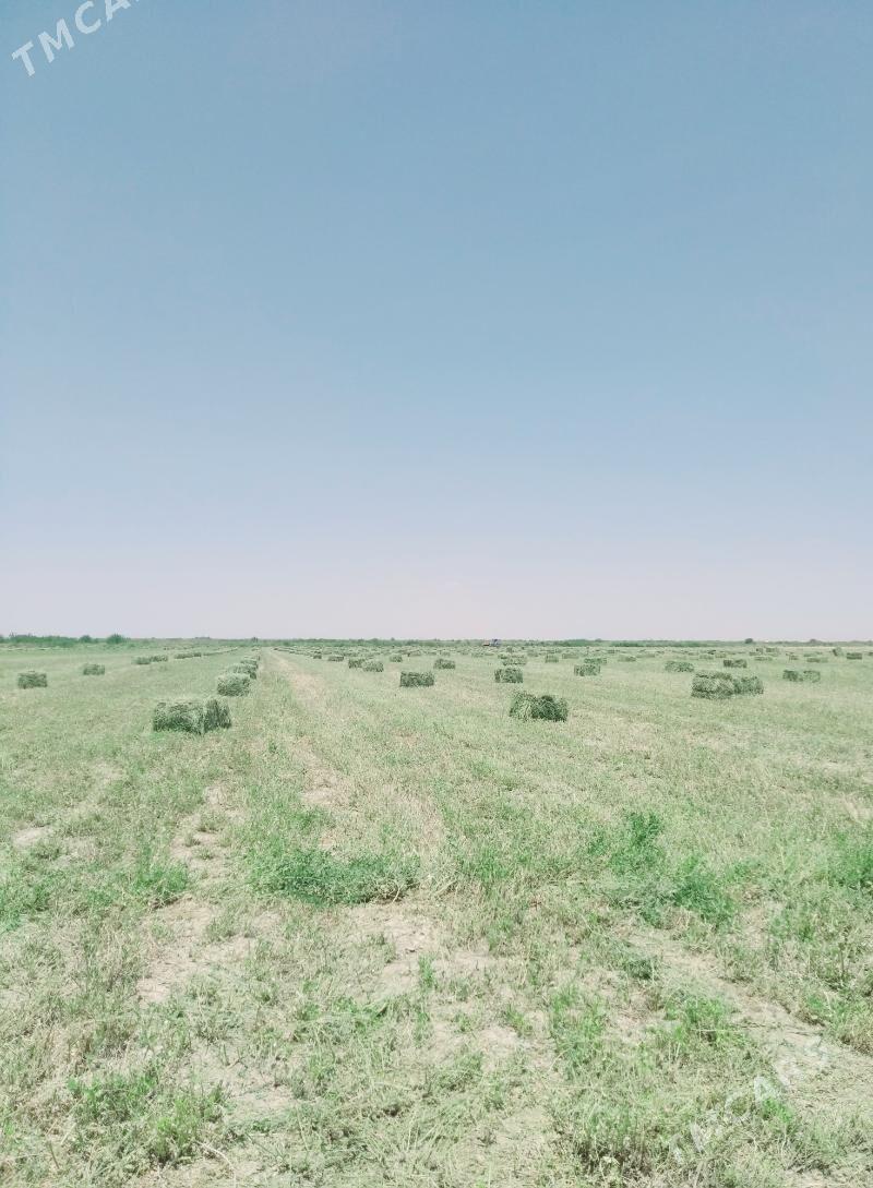 Ýorunja - Aşgabat - img 1