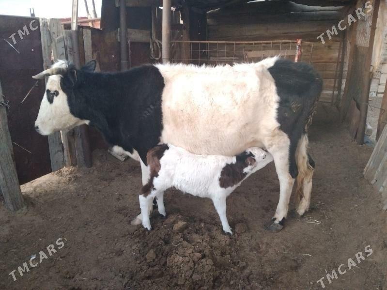 Göleli sygyr - Балканабат - img 1