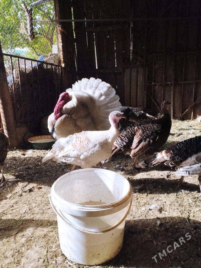 induk yumutga - Aşgabat - img 1