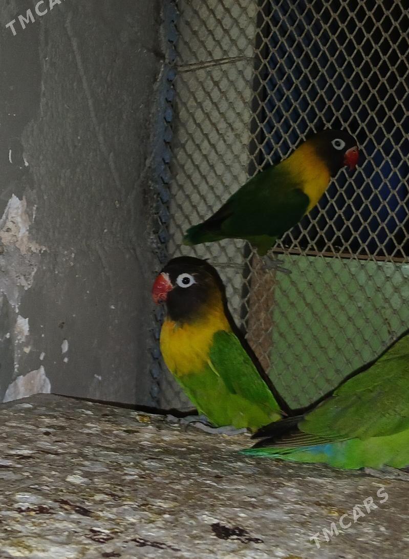 nerazlušnik papugay - Aşgabat - img 1