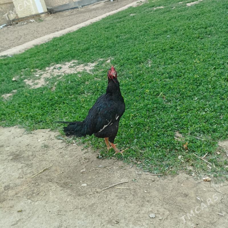 baysy horaz - Сакар - img 1