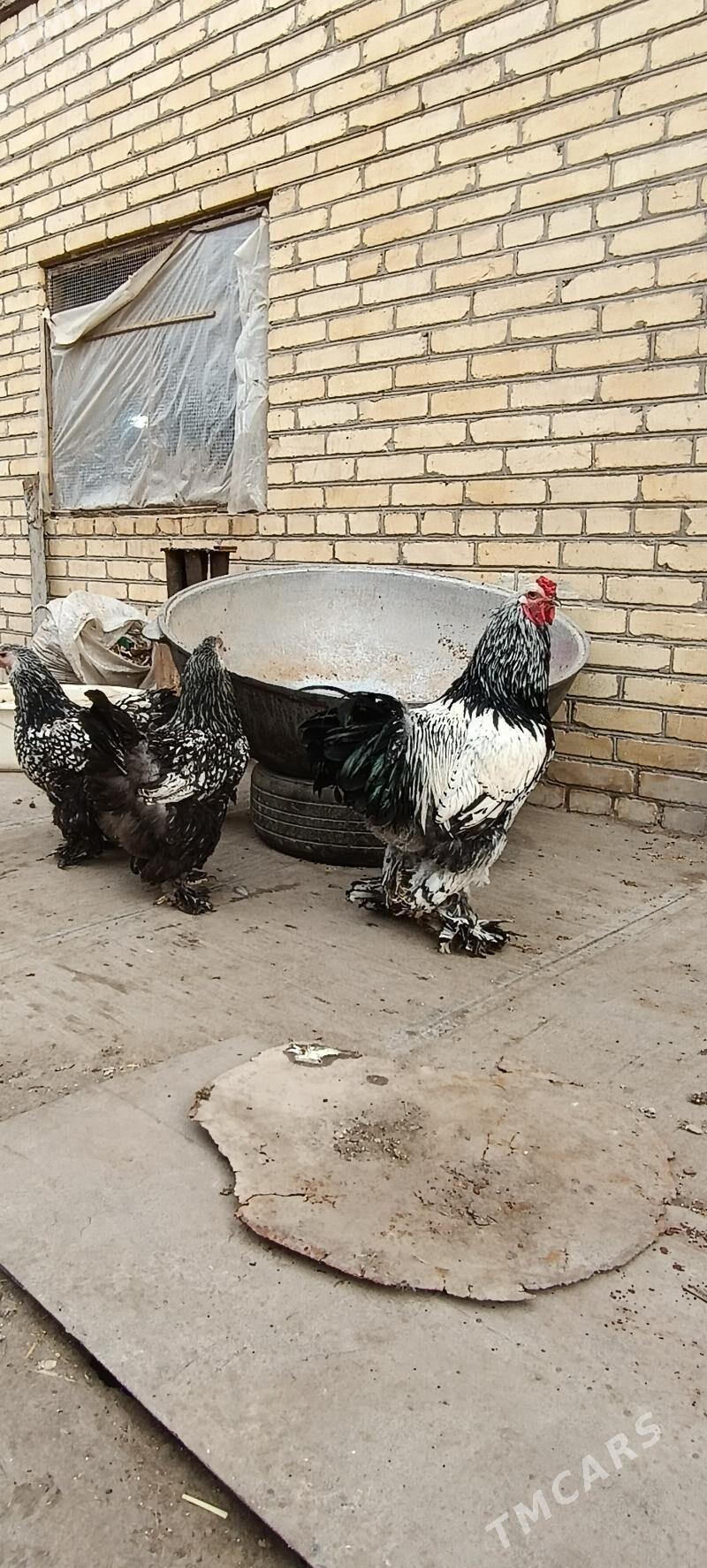 brama - Туркменабат - img 1