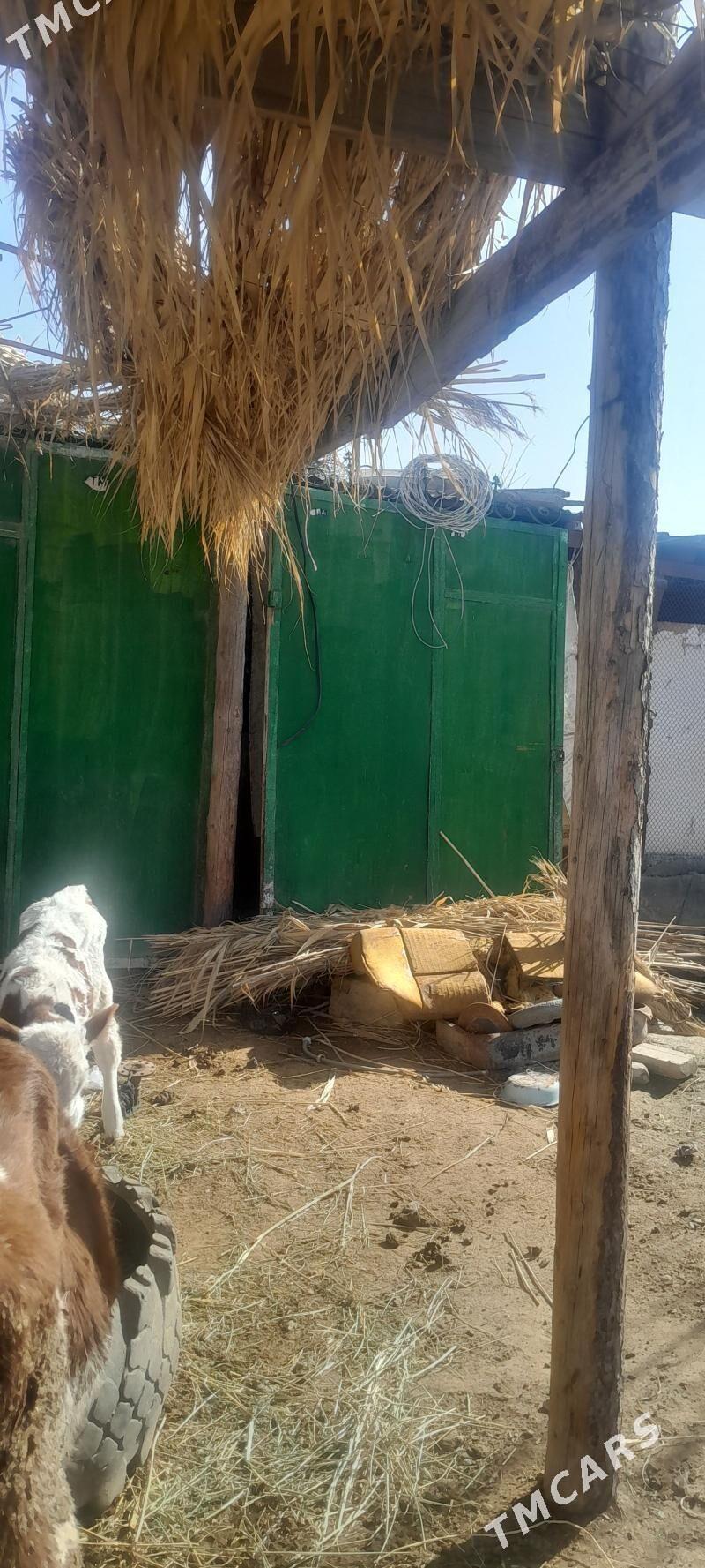 Warata - Gökdepe - img 1