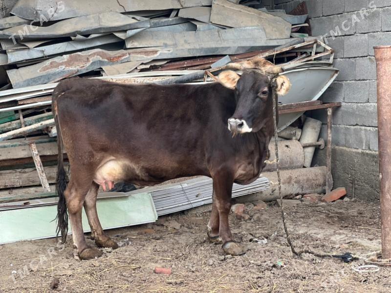 Gysyr Palwan Sygyr - Бахарден - img 1