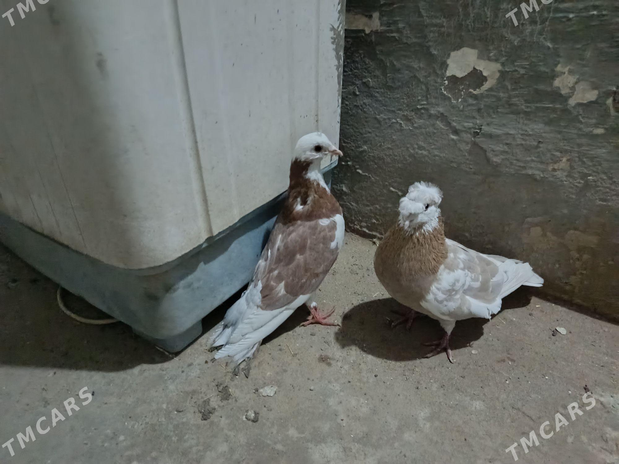 kepderi. - Gyzylarbat - img 1