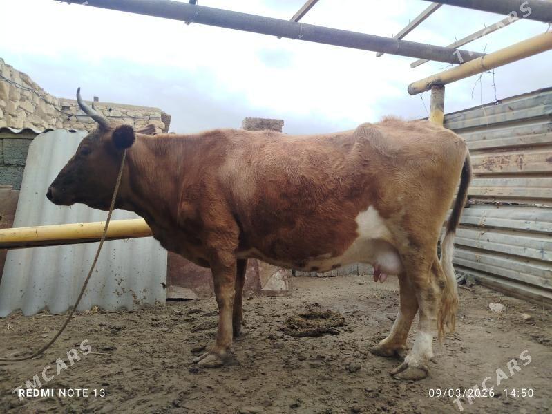 sygyr - Jebel - img 1