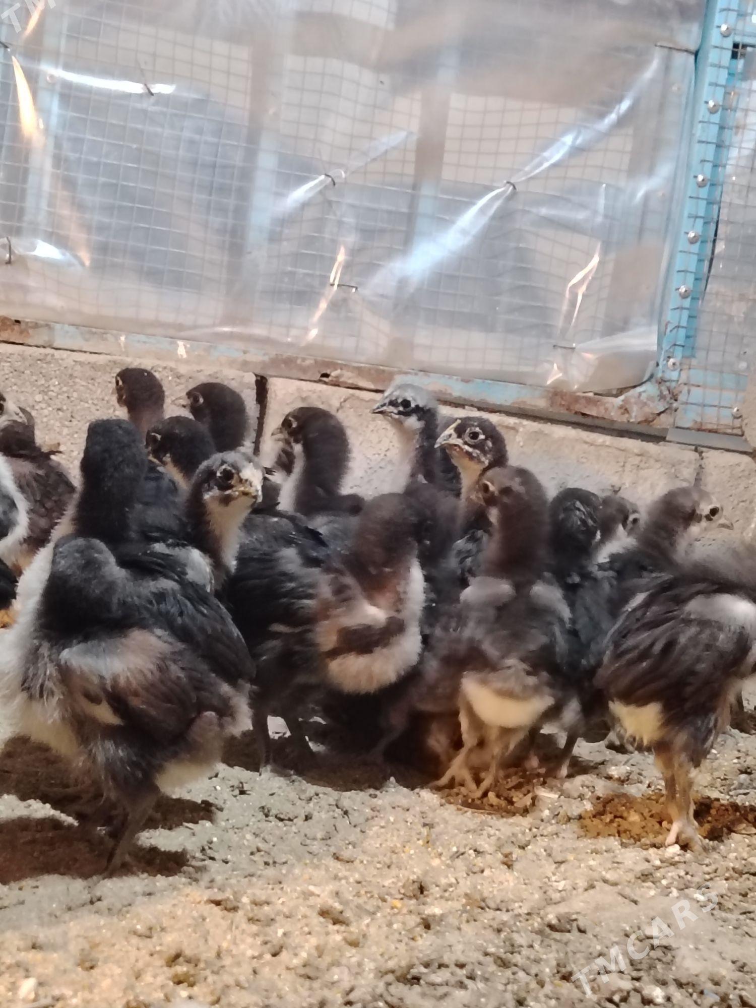 Jersiski Gigant Джерси гигант - Balkanabat - img 1