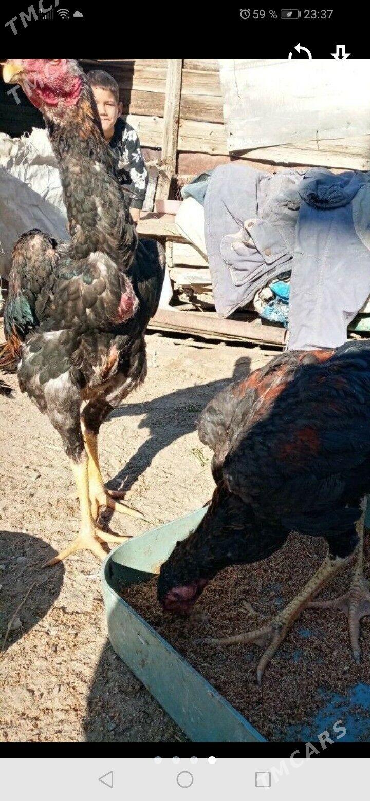 𝕥𝕒𝕤𝕘𝕖𝕟𝕥 𝕙𝕠𝕣𝕒𝕫 - Джебел - img 1