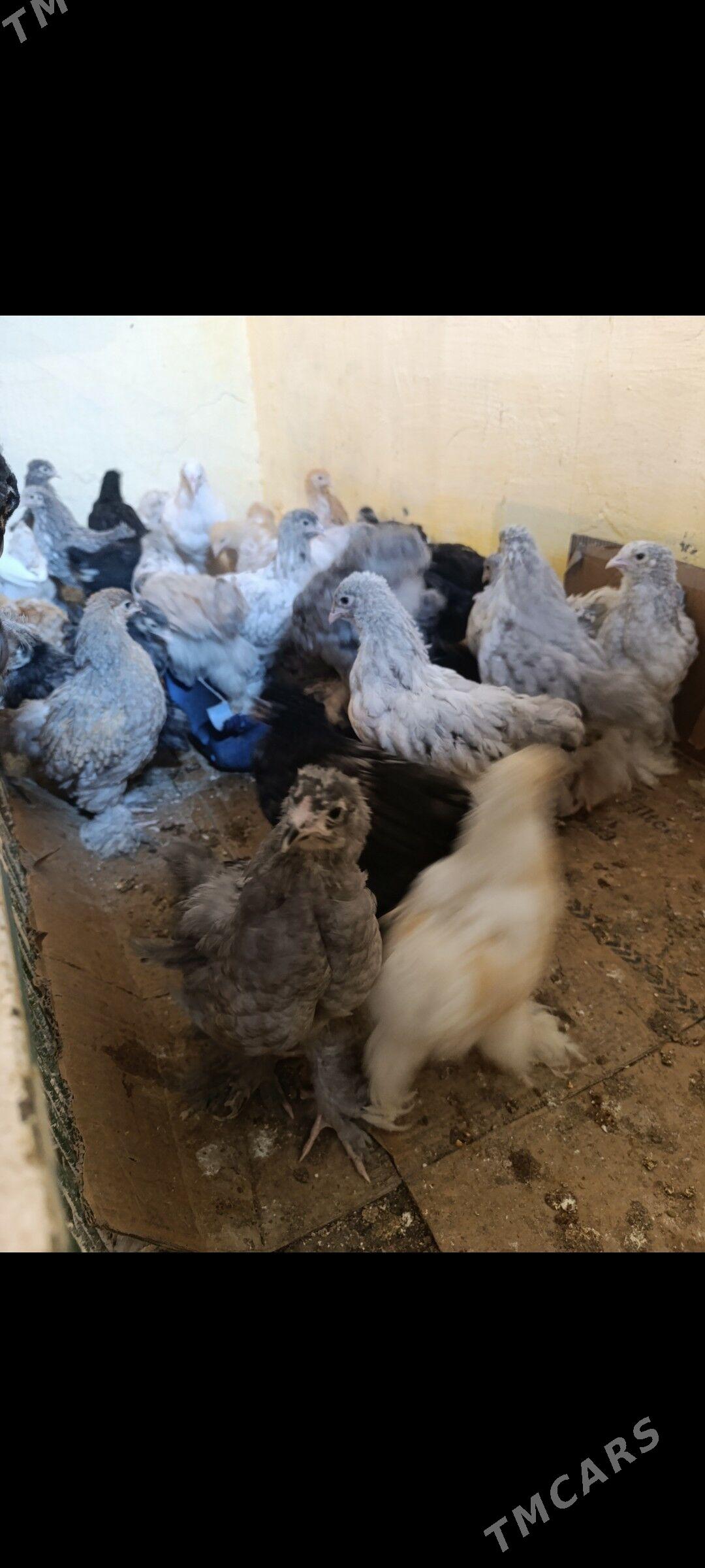 брама жуйже - Чарджоу - img 1