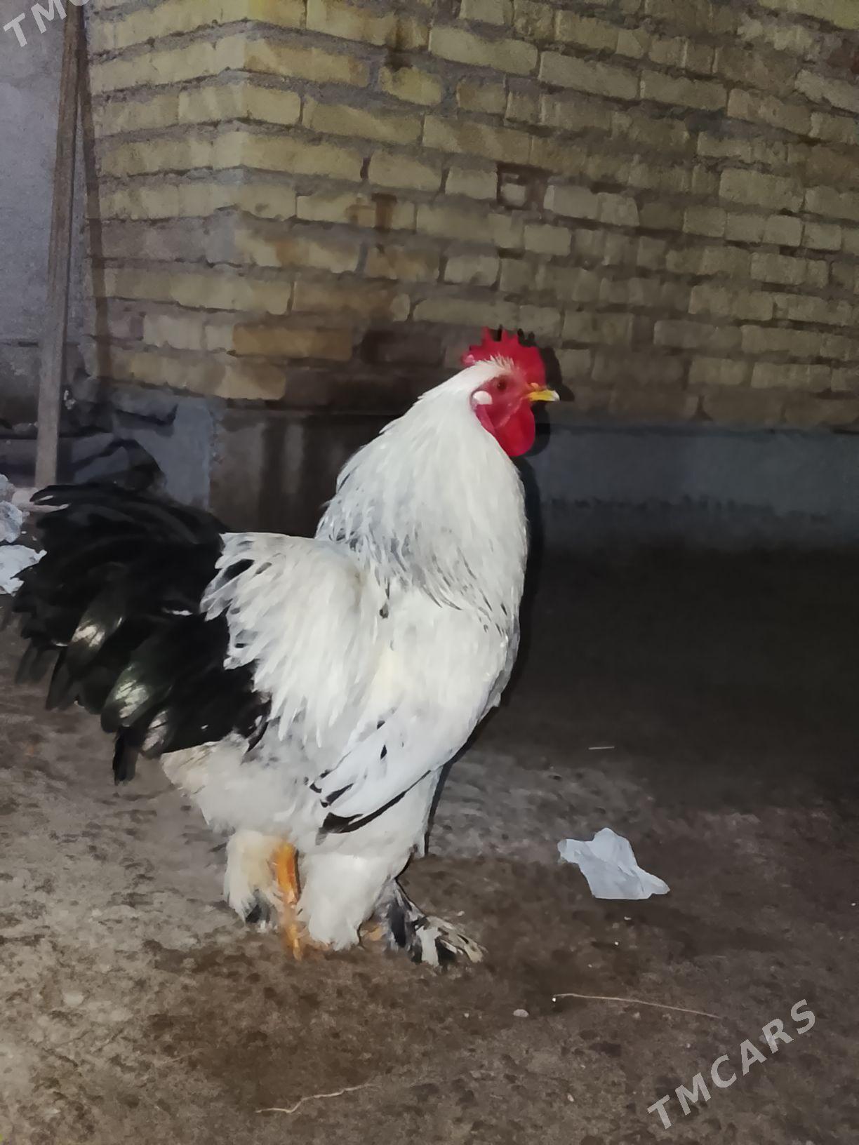 brama arassa - Сакар - img 1