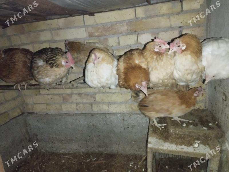 Towuk - Чарджоу - img 1