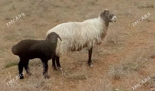 Guzly goýun - Babadaýhan - img 1