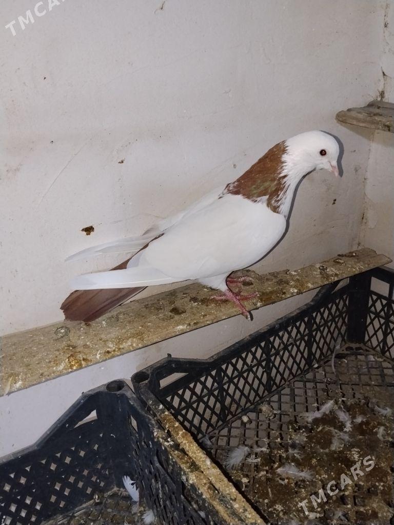 kepderi - Mary - img 1