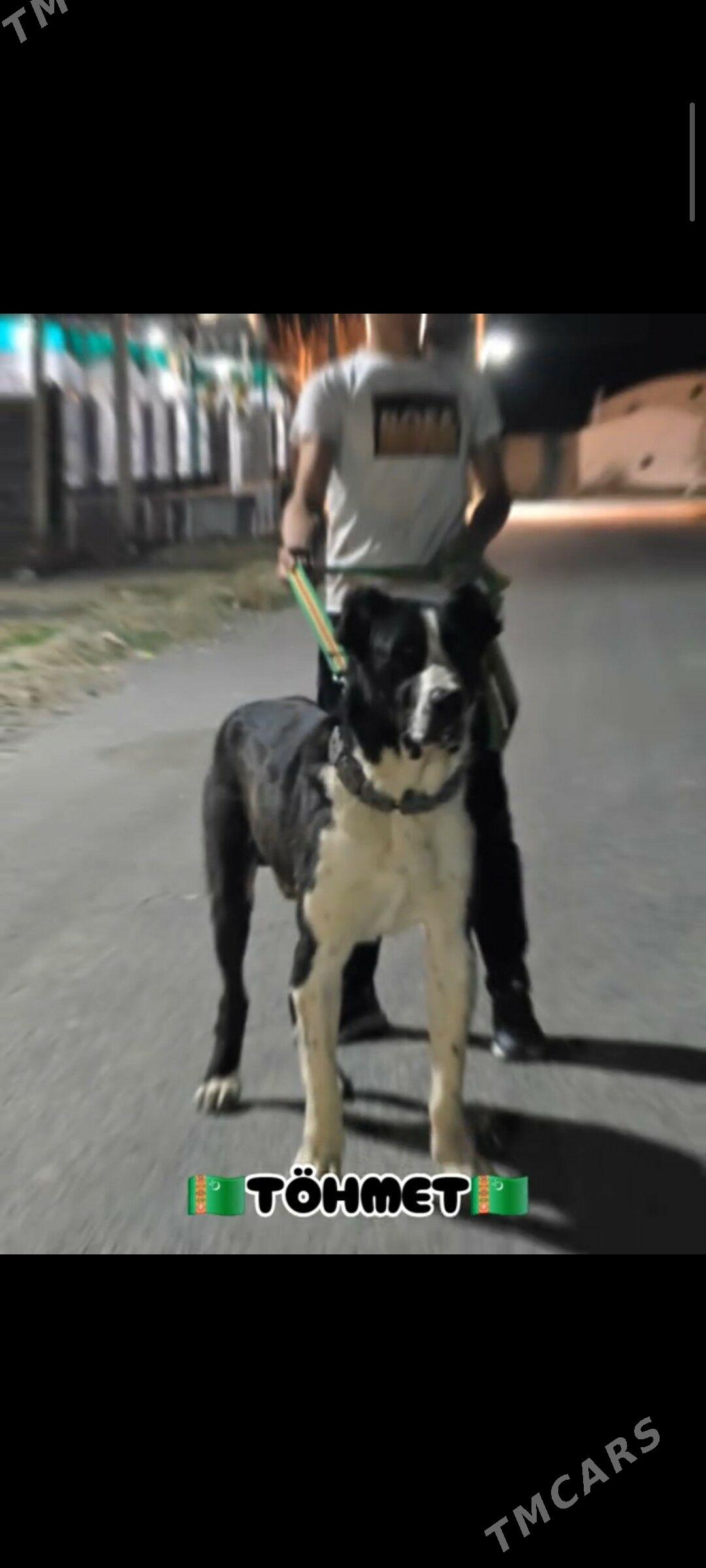 Sowgat - Гурбансолтан Едже - img 1