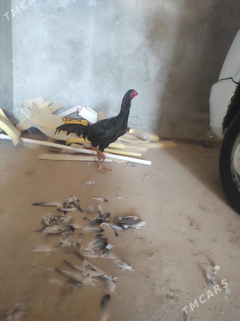 horaz juje - Daşoguz - img 1