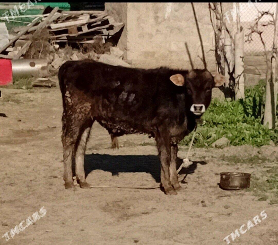 TOHIM OĶUZ ŞWES - Aşgabat - img 1