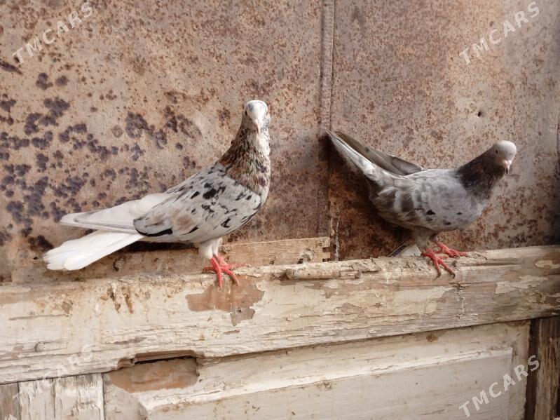 kepderi - Мары - img 1