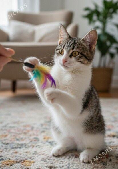 Герда, 5мес - Aşgabat - img 1