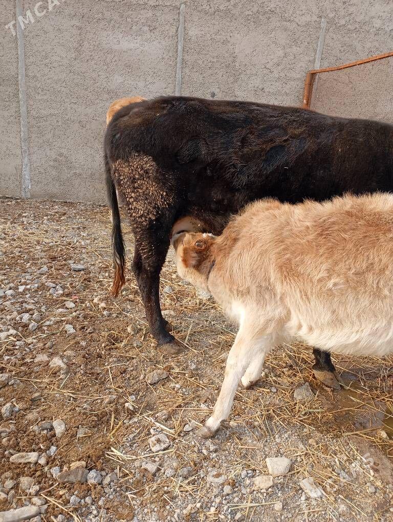 göleli sygyr - Гызыларбат - img 1