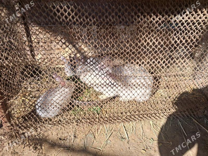 Товшан чага - Türkmenabat - img 1