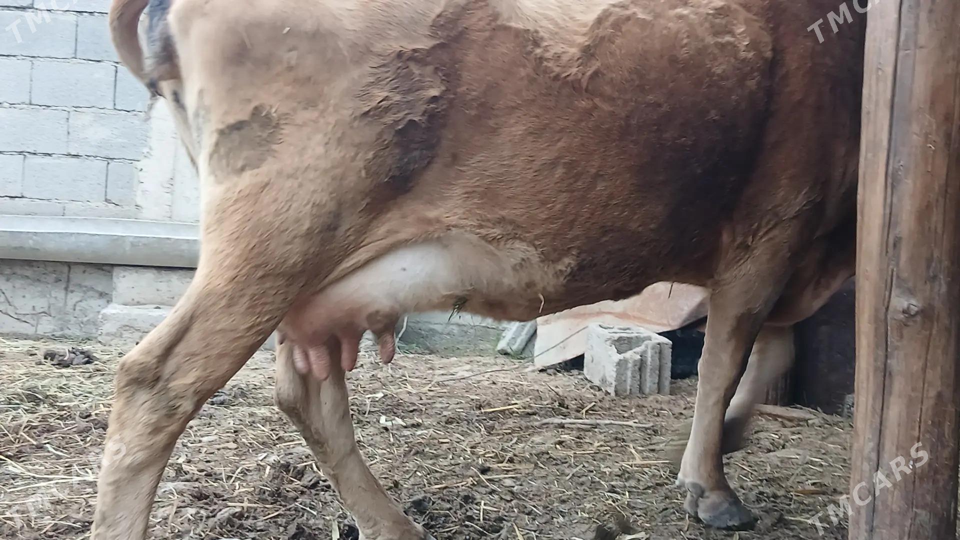 Goleli sygyr - Ak bugdaý etraby - img 1