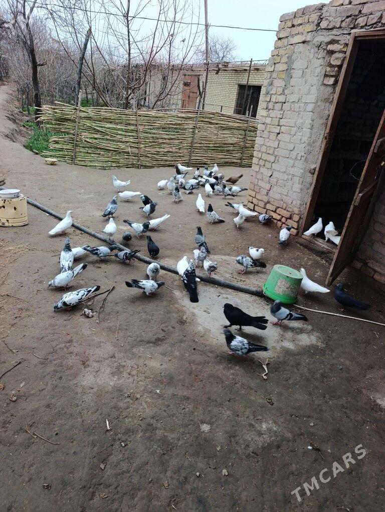 kepderi - Türkmenabat - img 1