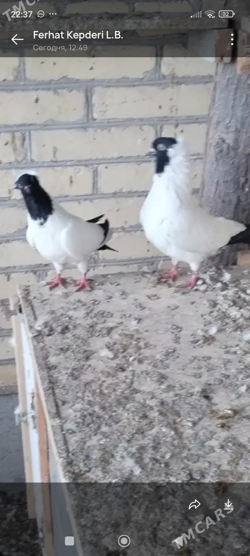 Kepderi - Мары - img 1