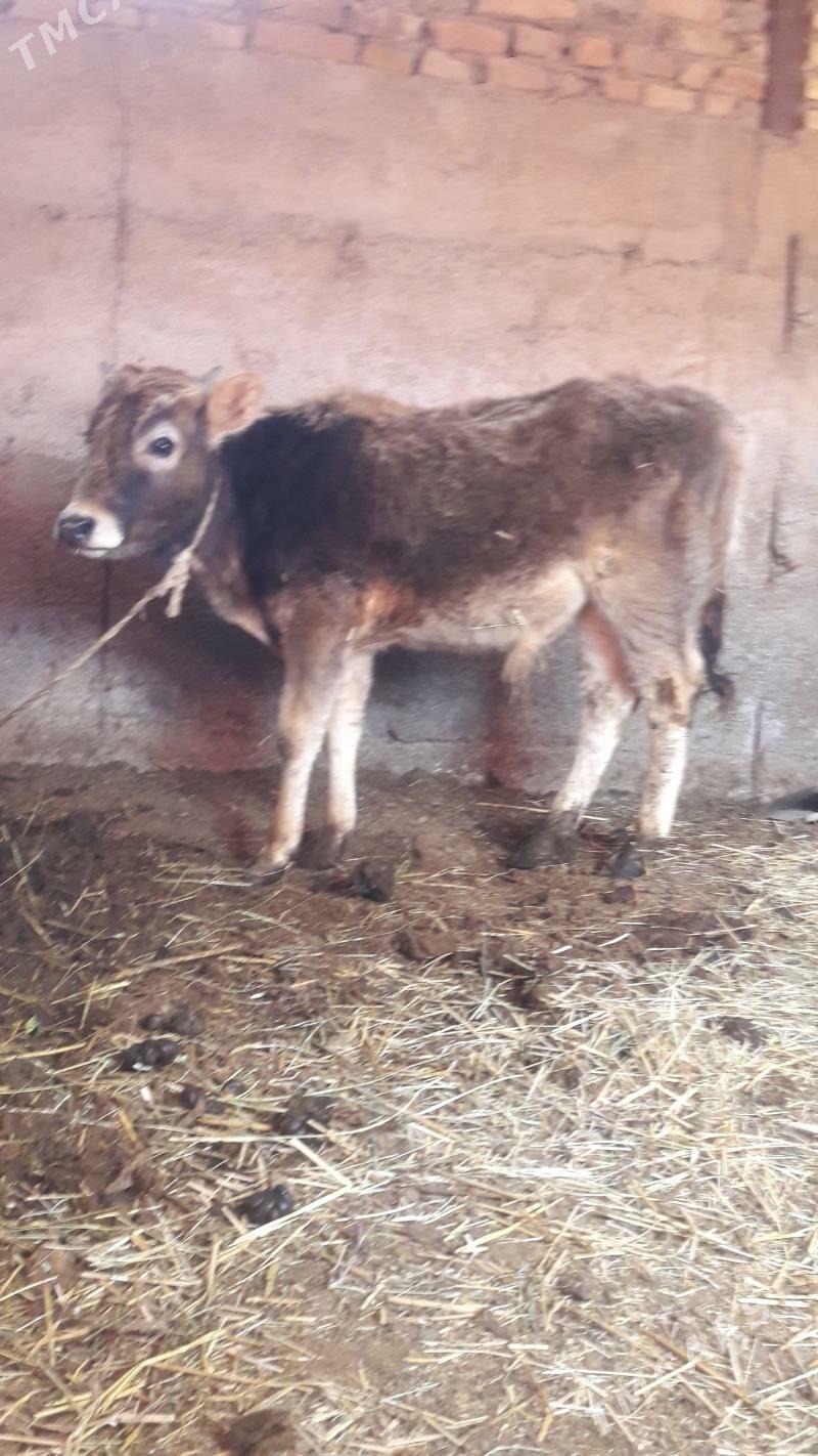 okuz - Gökdepe - img 1