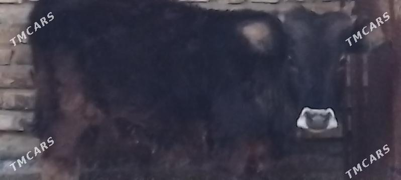 okuz - Bäherden - img 1