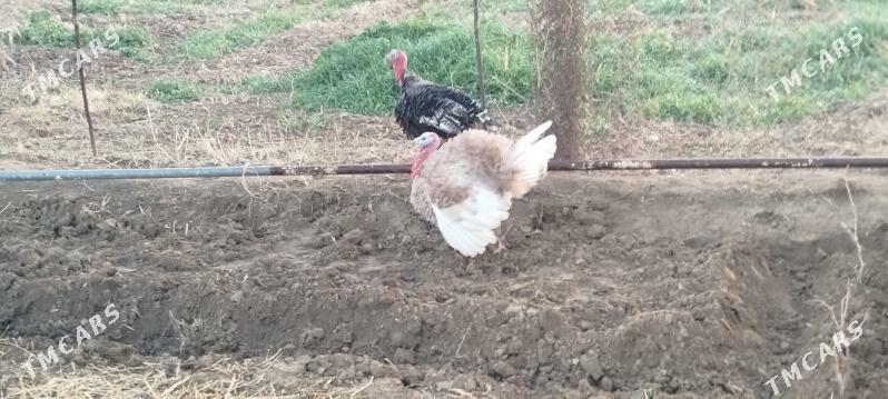 erkek induk - Мары - img 1