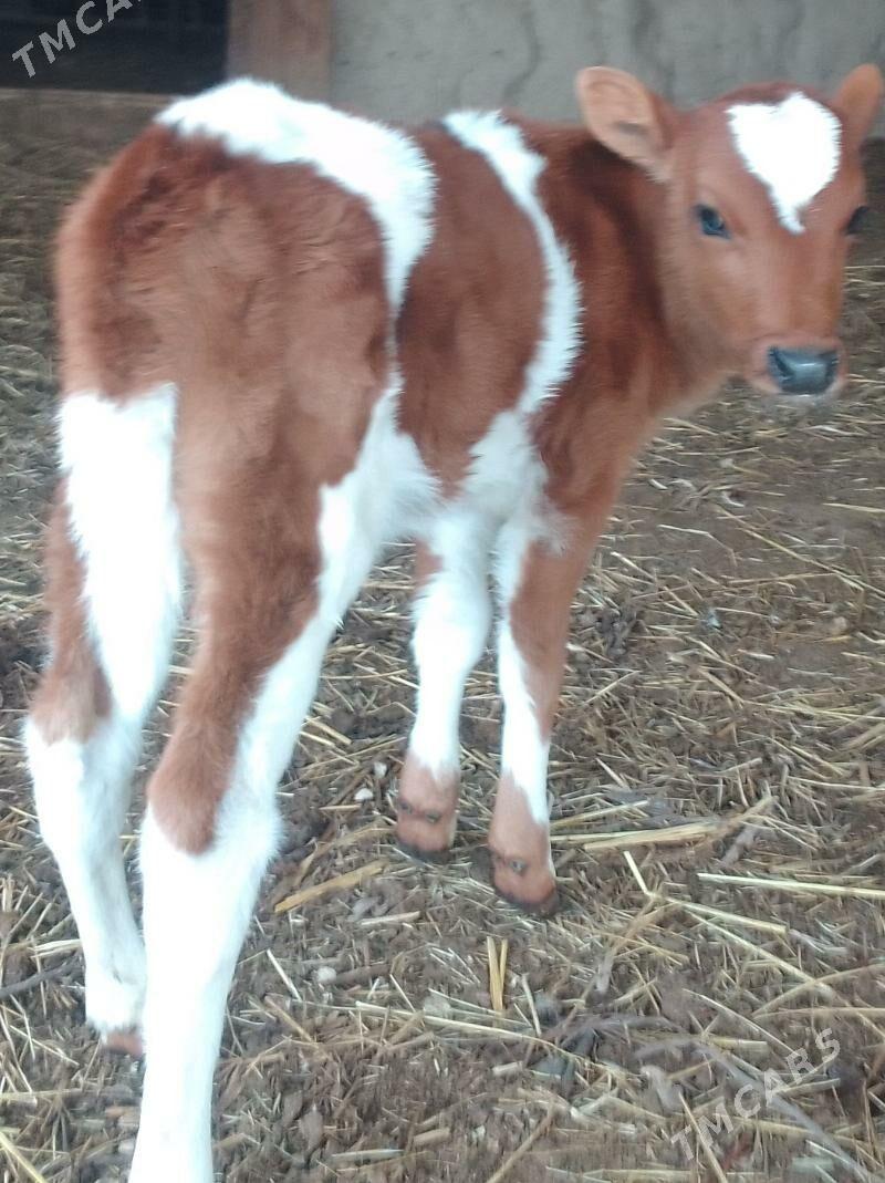 saglyk sygyr - Дянев - img 1