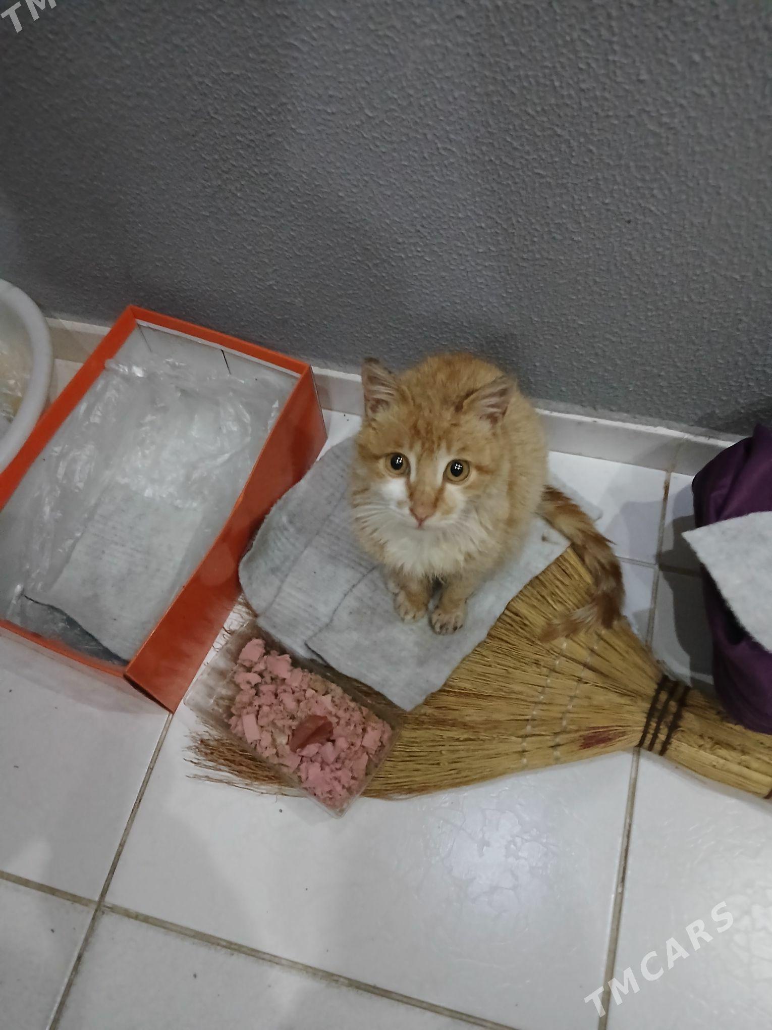 кот рыжий добрые руки отдам - Ашхабад - img 1