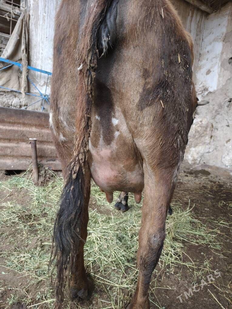 saglyk sygyr - Туркменабат - img 1