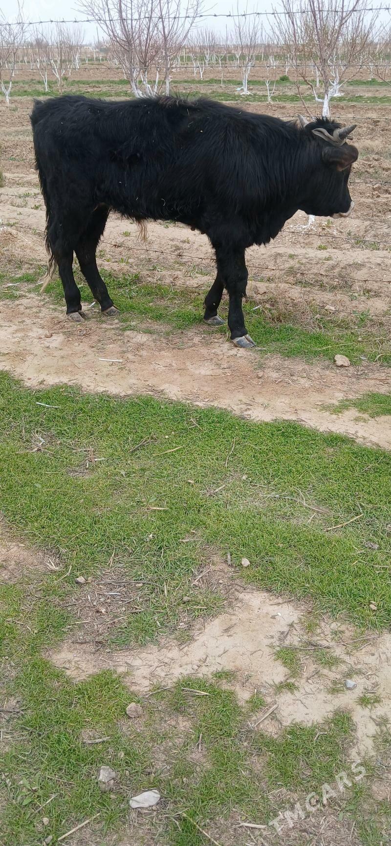 okuz - Gyzylarbat - img 1