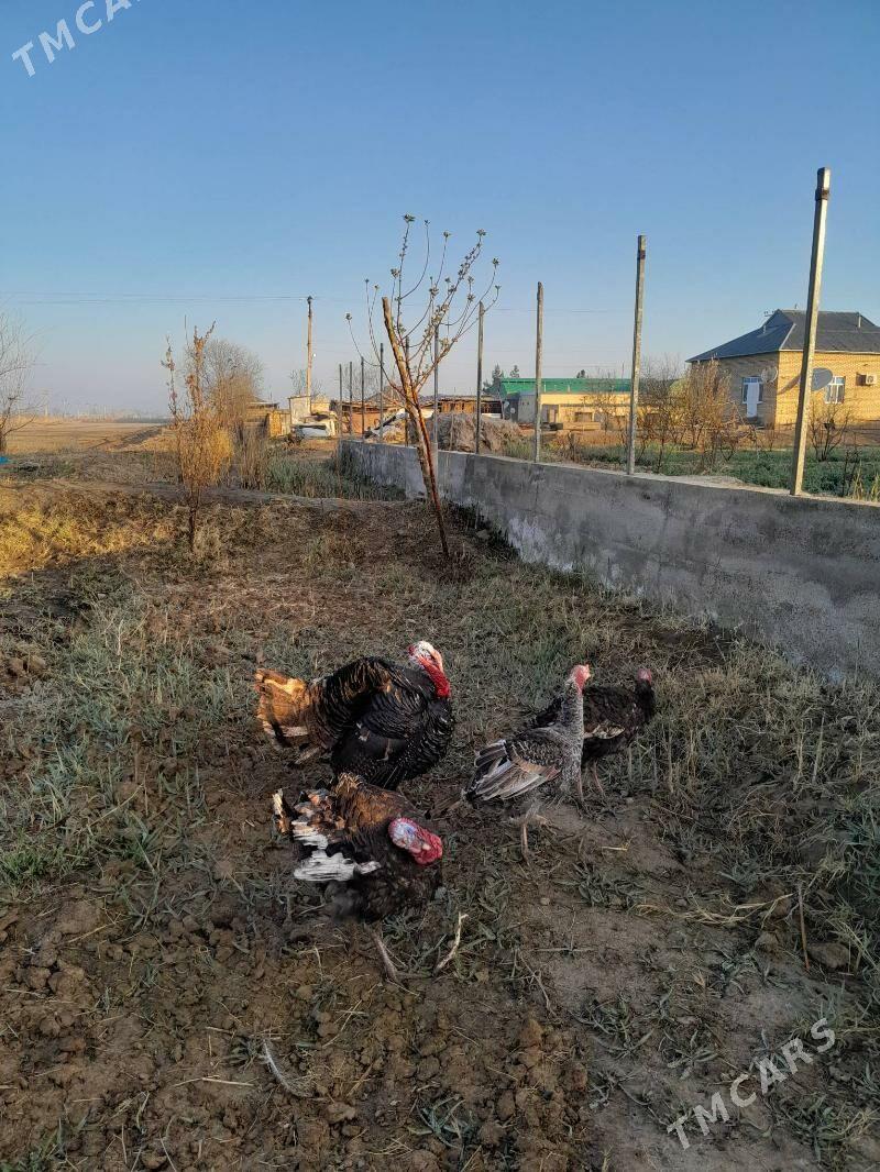 Induk - Mary - img 1