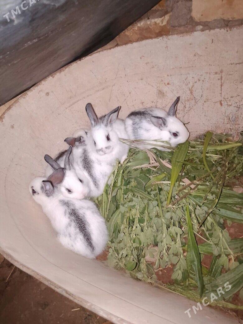 Towsan - Мургап - img 1