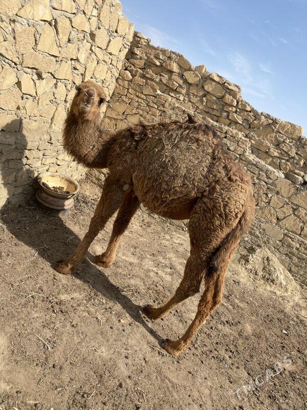 торум - Esenguly - img 1