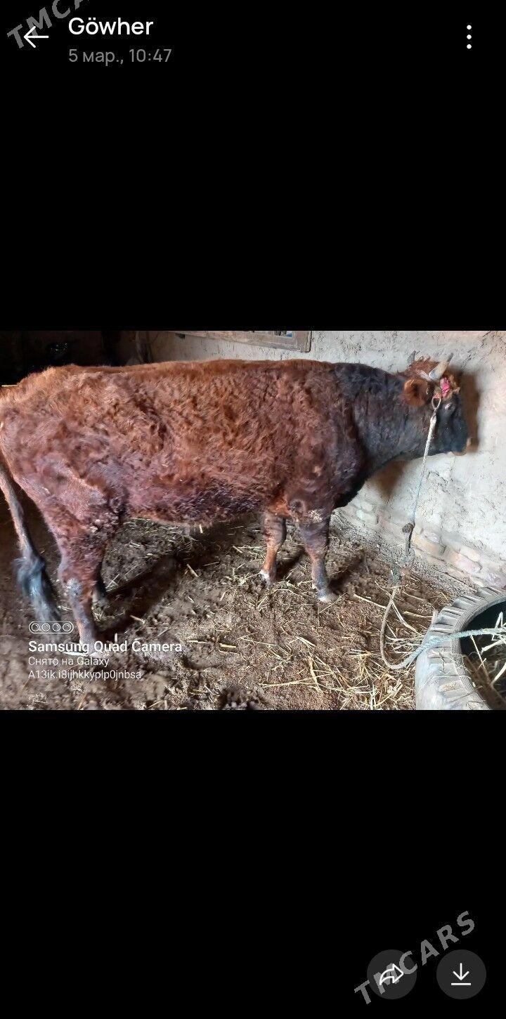 ökuz - Гороглы (Тагта) - img 1