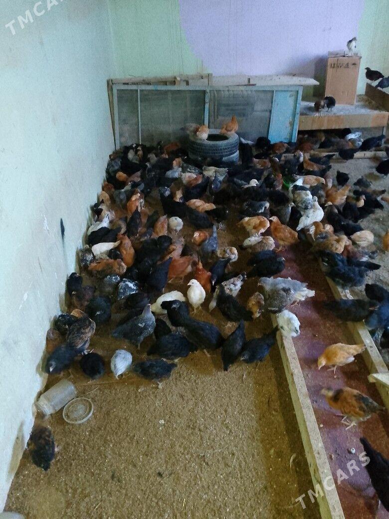 Жуже - Türkmenabat - img 1