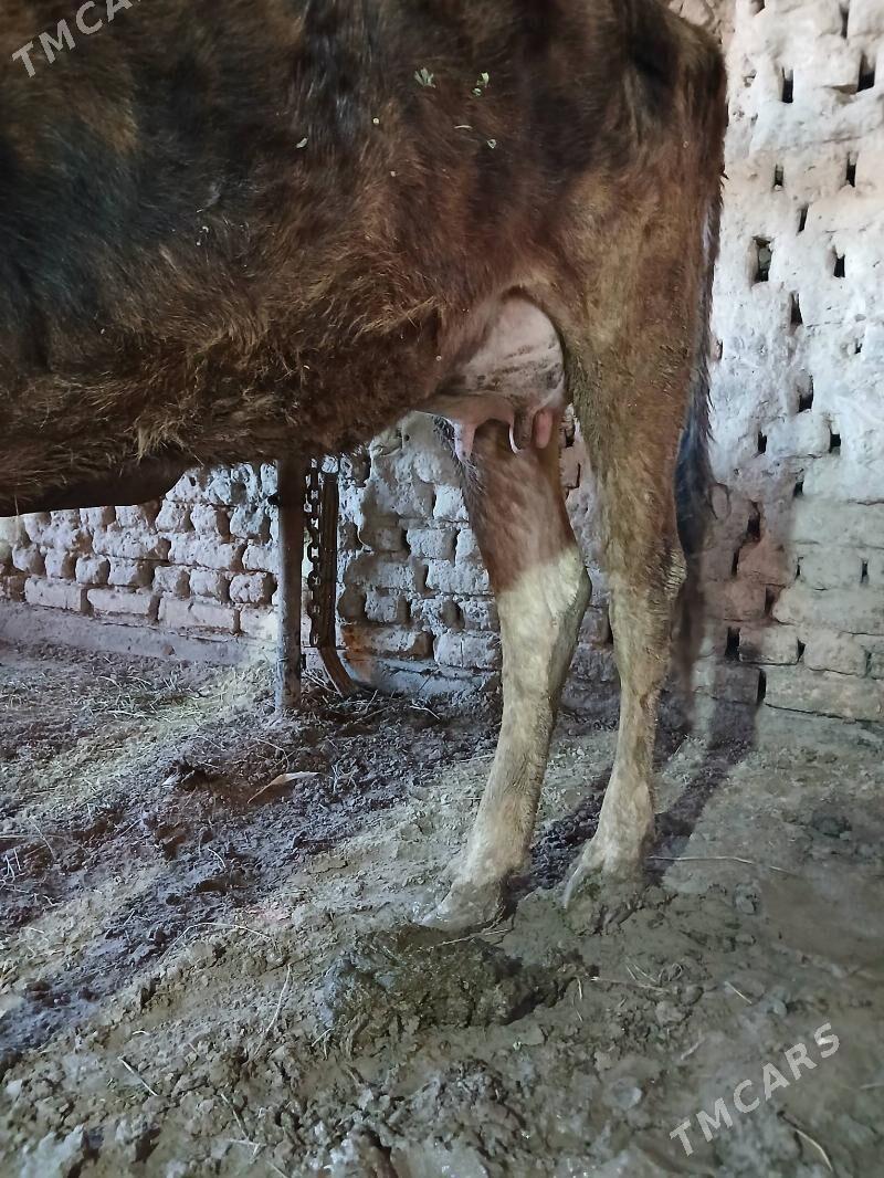 goleli sygyr - Sakarçäge - img 1