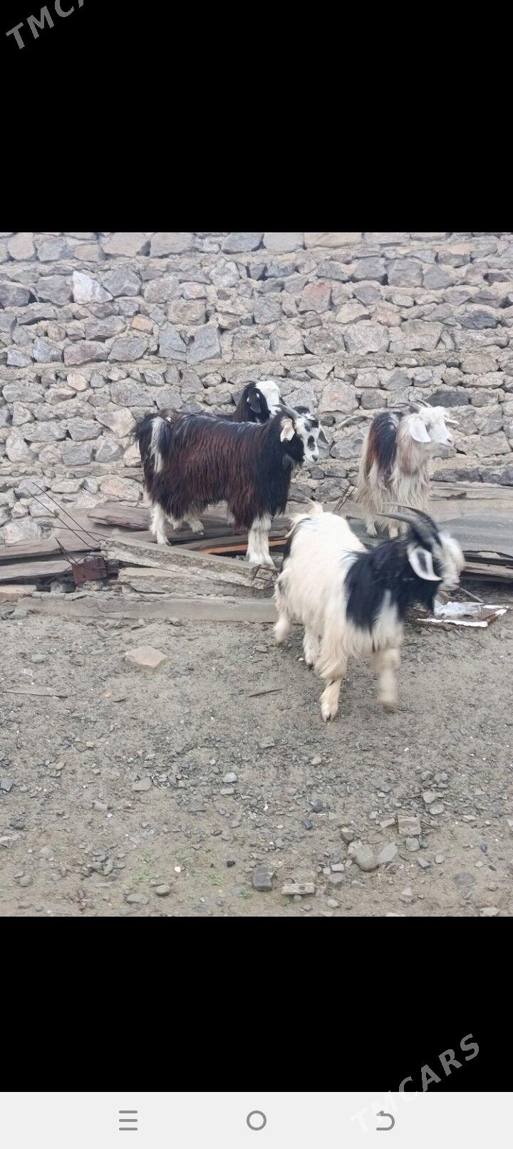 erkeç - Bäherden - img 1