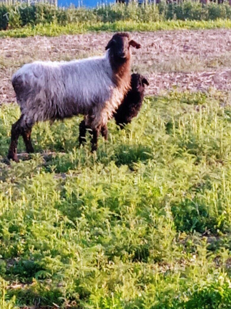 GOYİN GUZİLİ - Bäherden - img 1